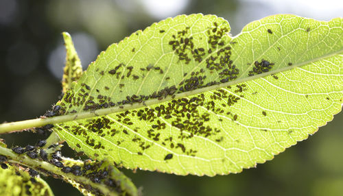 Close-up of green leaves