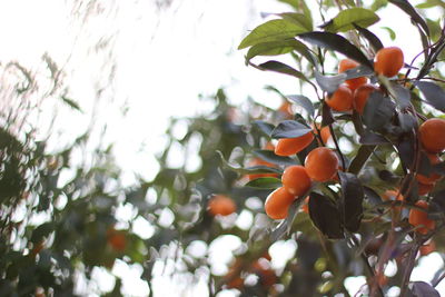 Low angle view of fruits on tree