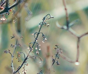 Close-up of plant against blurred background