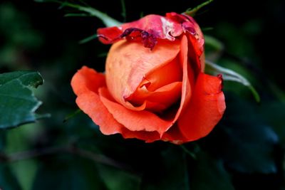 Close-up of red rose