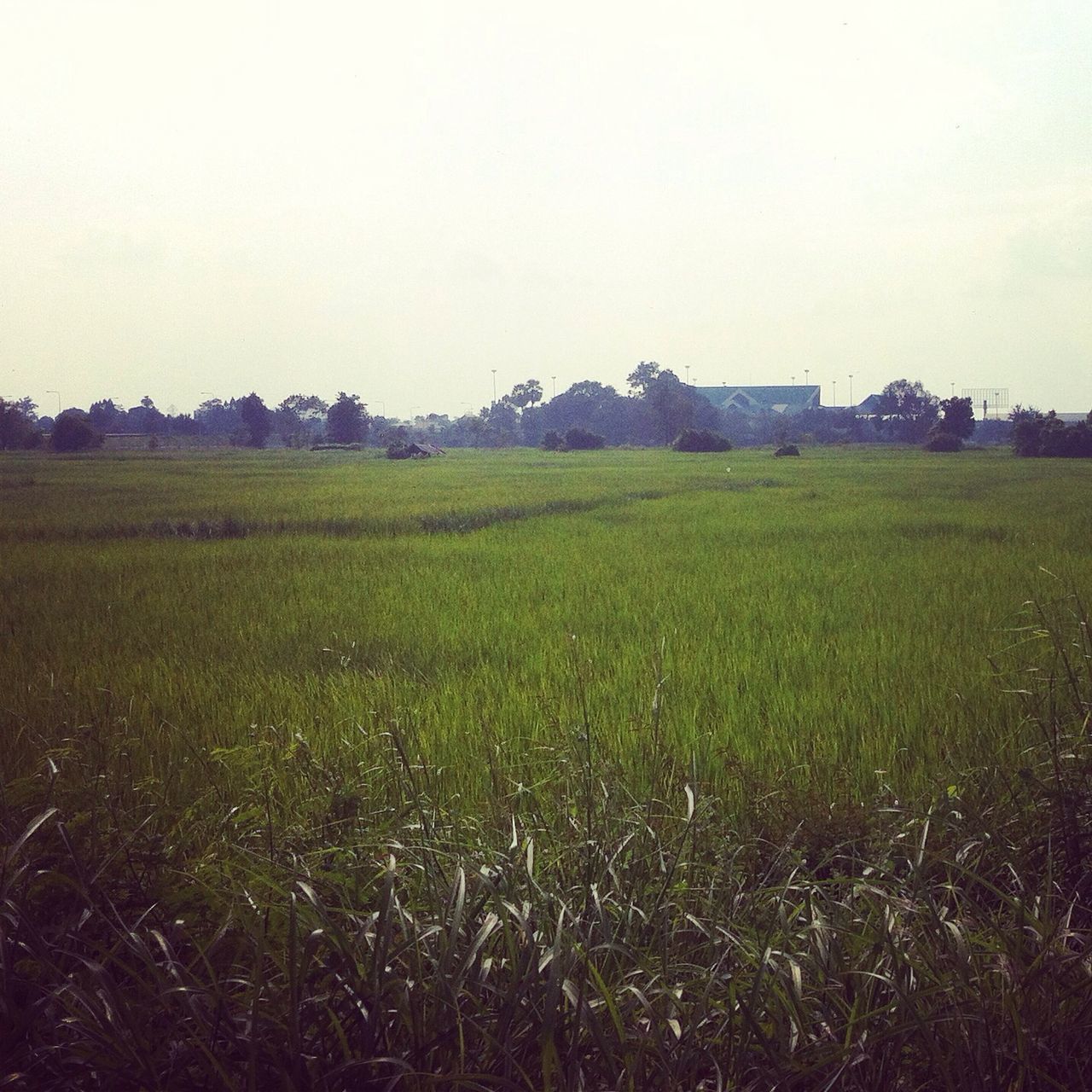 field, grass, landscape, tranquil scene, tranquility, clear sky, scenics, beauty in nature, rural scene, copy space, grassy, nature, agriculture, growth, green color, farm, sky, horizon over land, idyllic, remote