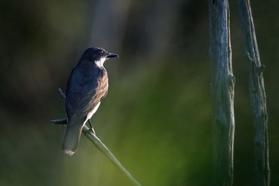 Close-up of bird perching on metal