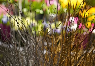 Close-up of crops growing on field