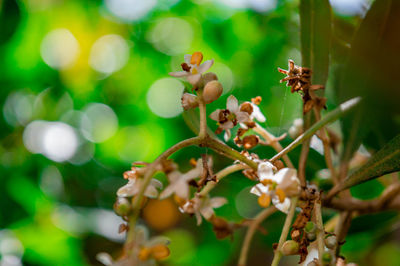 Close-up of flowering plant