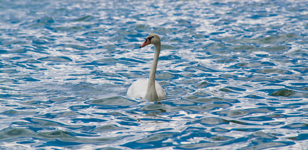 Swan swimming in lake