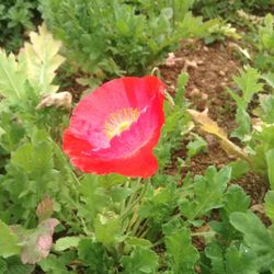 Close-up of red flower