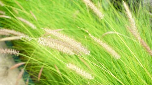 Close-up of wheat growing on field