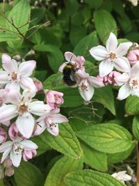 Close-up of bee on pink flowers