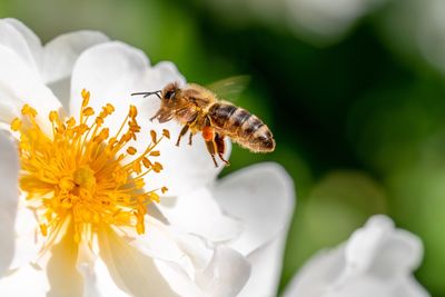 Close-up of bee pollinating on flower