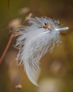 Close-up of white dandelion flower