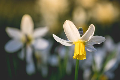 Close-up of white flowering plant