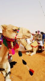 View of an animal on desert