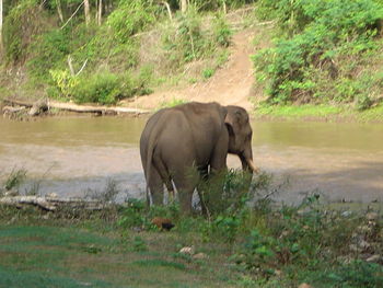 High angle view of elephant on grassy field