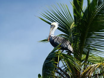 Low angle view of bird perching on tree against sky