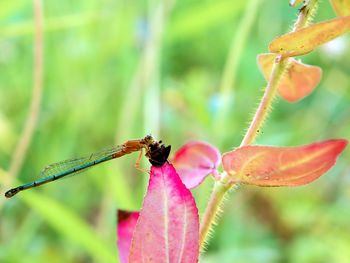 Close-up of insect pollinating on leaf 