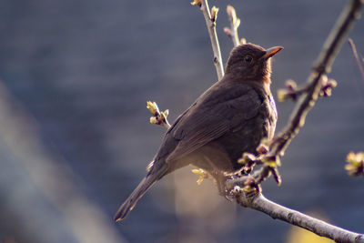 Close-up of bird perching on branch