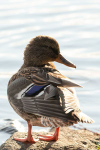 Rear view of bird on beach