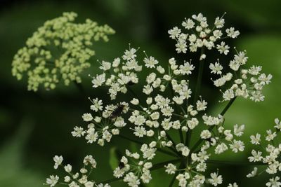 Close-up of flowers against white background