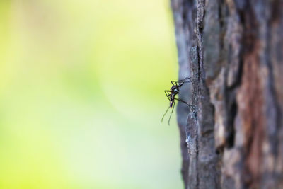 Close-up of insect on tree trunk