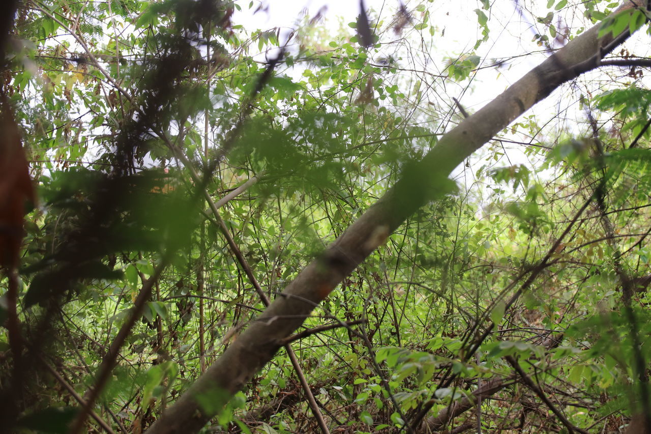 VIEW OF TREES AT FOREST