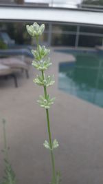 Close-up of plant growing in greenhouse