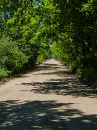 Road amidst trees
