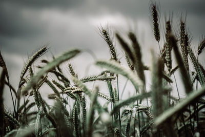 Close-up of wheat plants on field