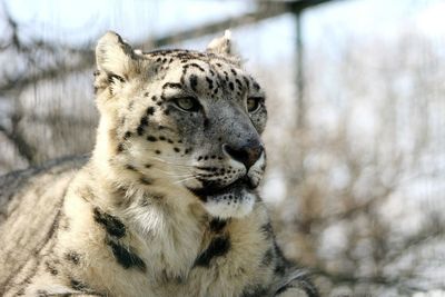 Snow leopard relaxing on field