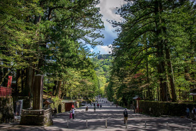Rear view of people walking on footpath by trees in city