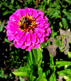 Close-up of bee pollinating on pink flower