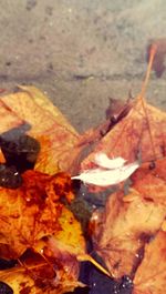 Close-up of dry maple leaves during autumn