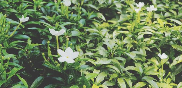 Close-up of white flowers blooming outdoors