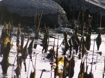 View of birds in lake