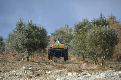 Rear view of man sprinkle olive trees with medicines on field against sky