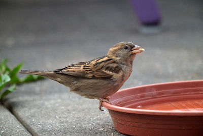 Close-up of bird perching on wood