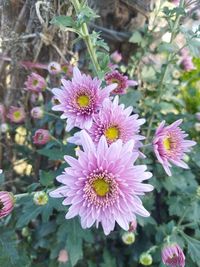 Close-up of pink flowering plant