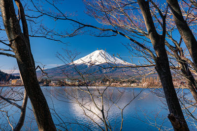 Bare trees by lake against blue sky