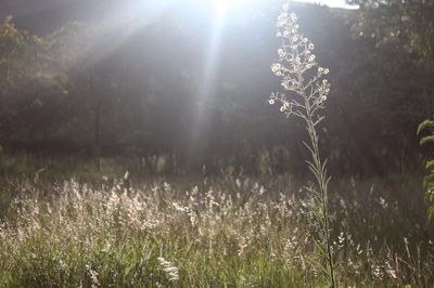 Close-up of wildflowers in field