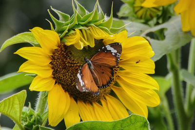 Close-up of butterfly pollinating on yellow flower