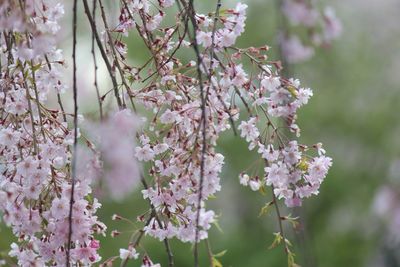 Close-up of pink cherry blossoms in spring