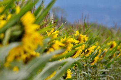 Close-up of yellow flowering plant on field