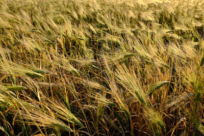 Full frame shot of grass in field