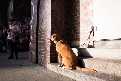 Dog sitting against wall