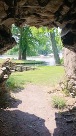 View of trees in park