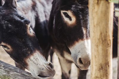 Close-up of horse