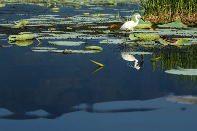 Close-up of duck swimming in lake