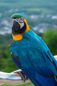 Blue parrot and garden background