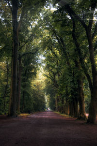 Road amidst trees in forest