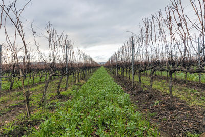 Field cultivated with vines for the production of wine. vines pruned and without grapes.