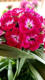Close-up of pink flowering plant